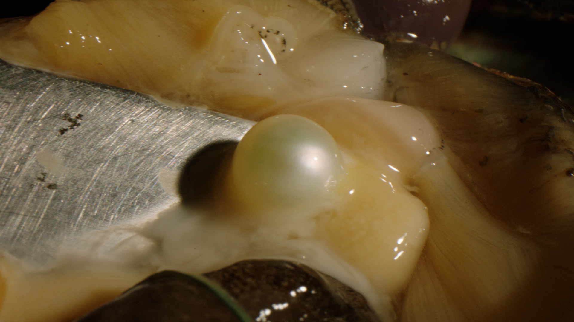 Acoya_pearl_07 – kyl.00_00_25_07.Still006