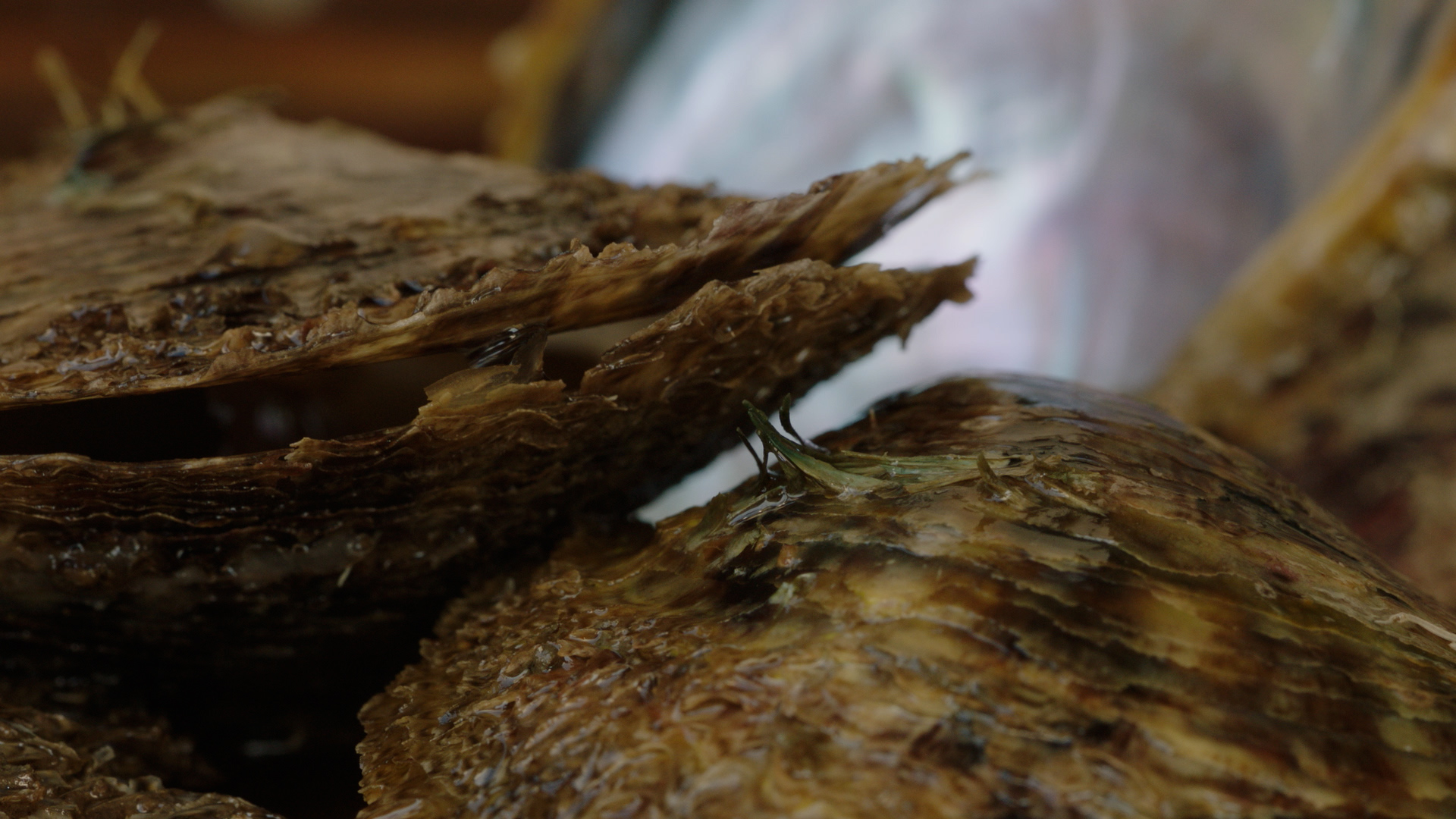 Acoya_pearl_07 – kyl.00_00_49_04.Still009