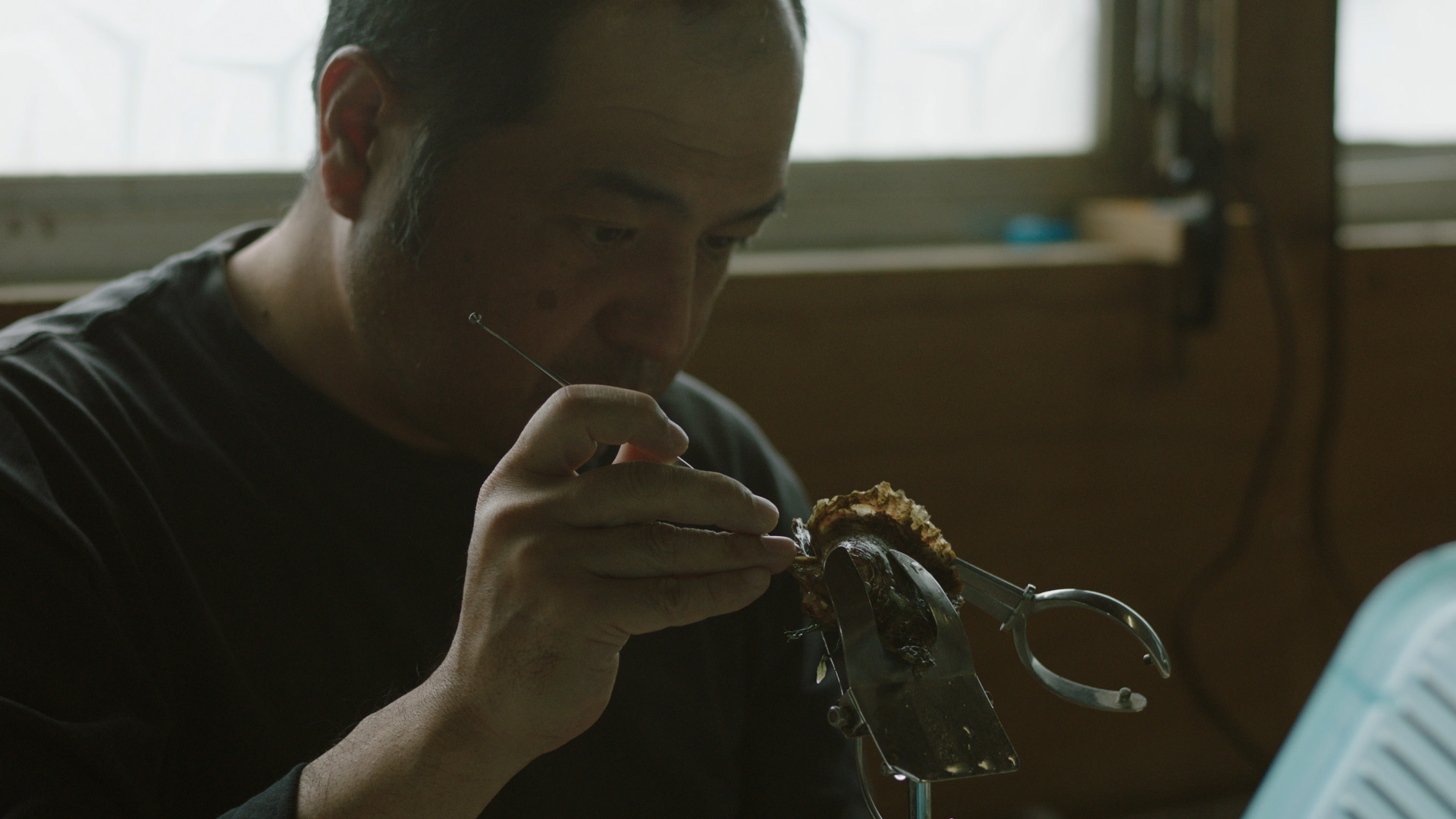 Acoya_pearl_07 – kyl.00_05_06_05.Still020