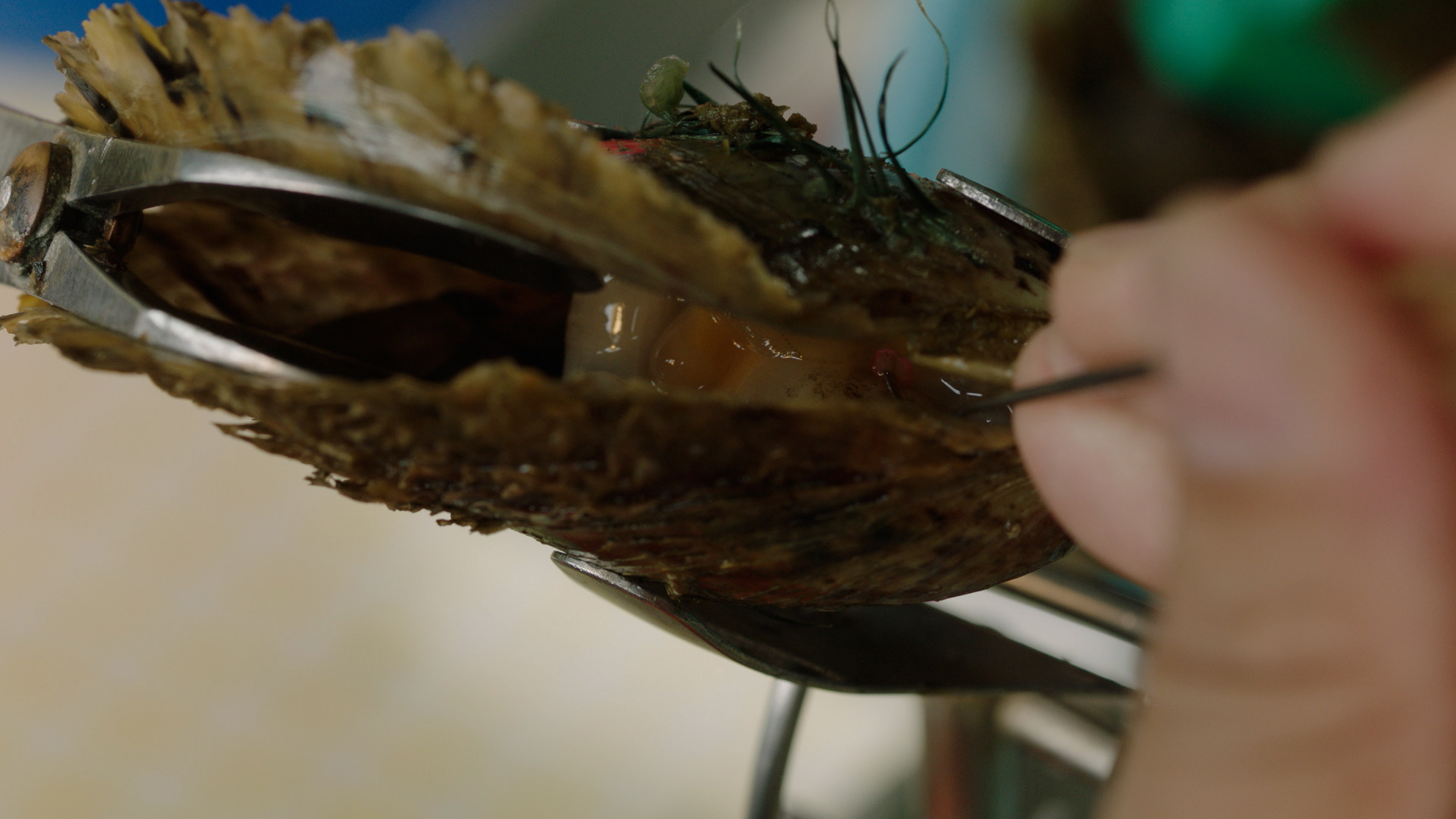 Acoya_pearl_07 – kyl.00_05_07_04.Still021