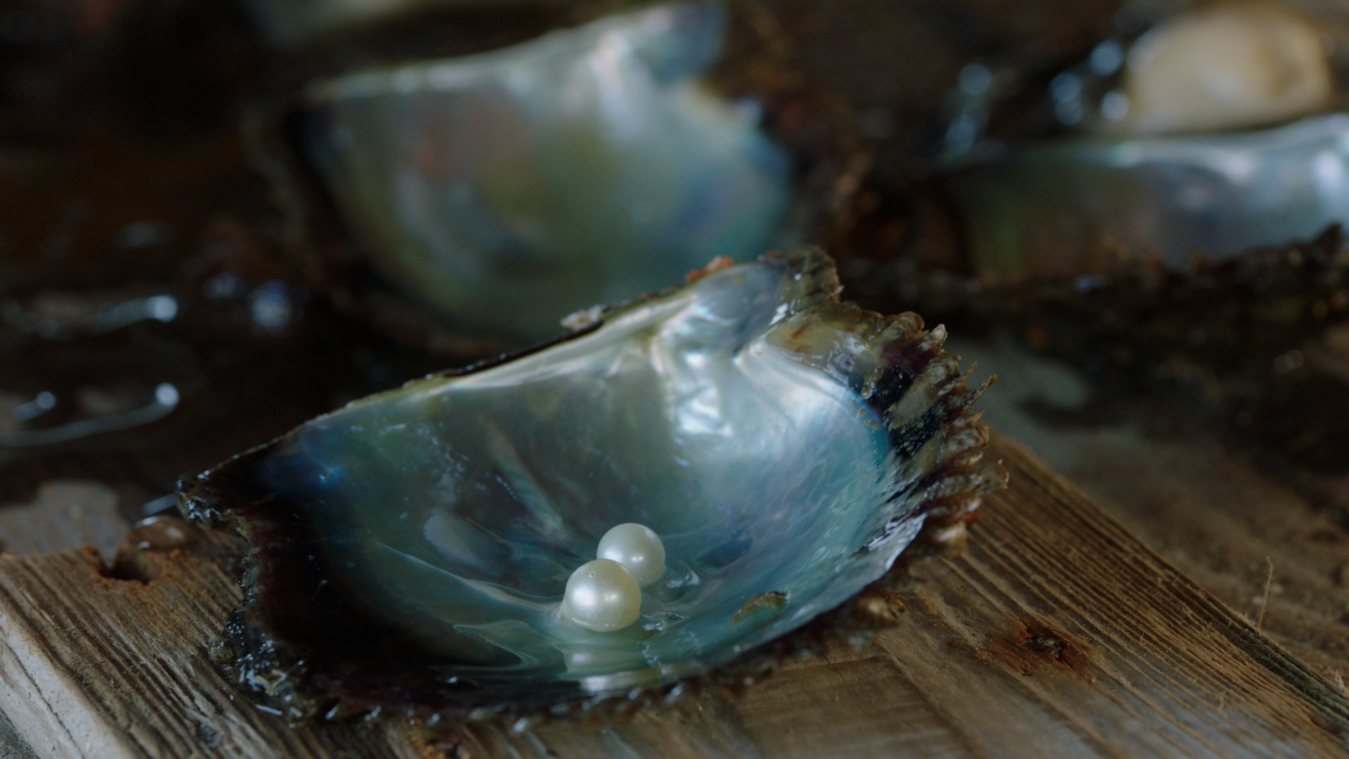 Acoya_pearl_07 – kyl.00_08_25_03.Still028