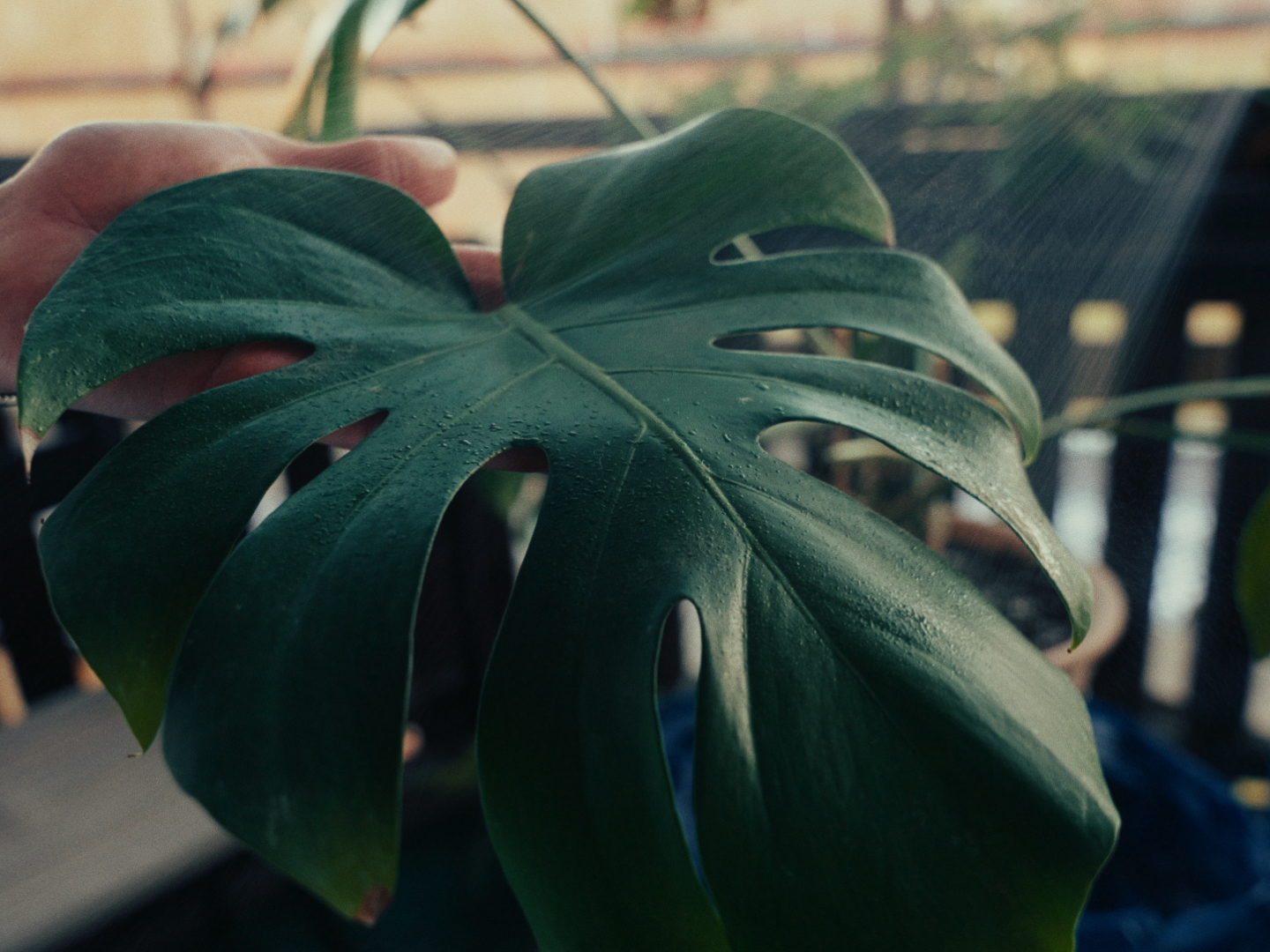 RE-ROOTED – The Good Green – Still16