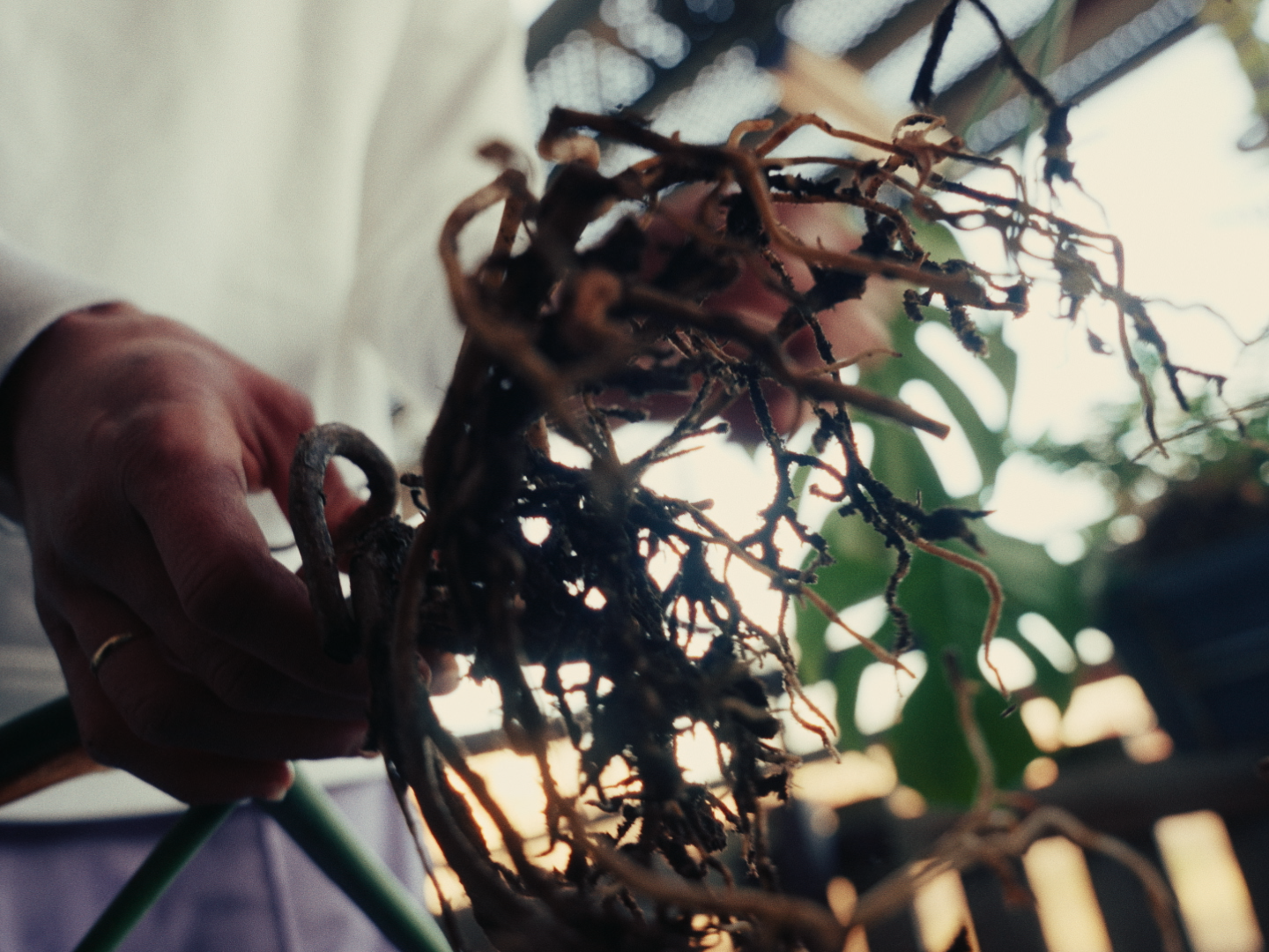 RE-ROOTED – The Good Green – Still45